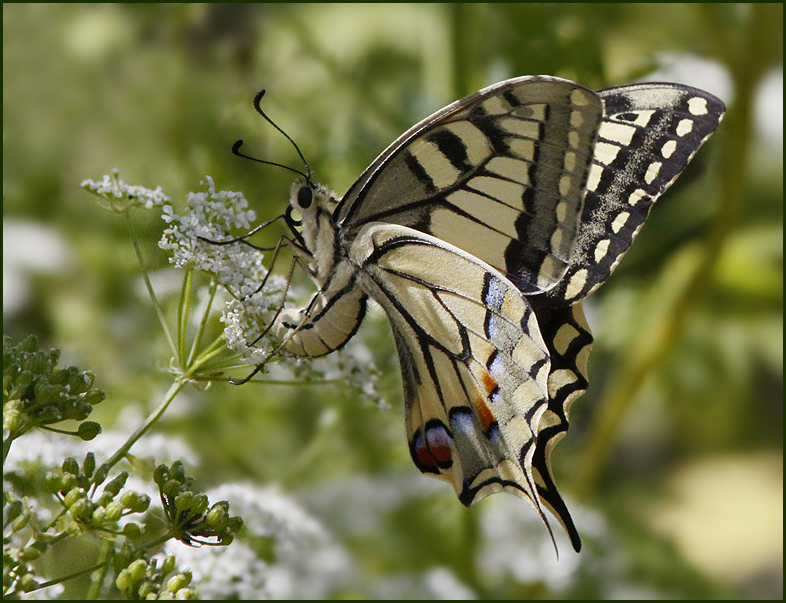 European Swallowtail female, Makaonfjril(Papilio machaon).jpg