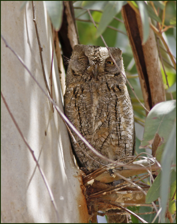 Scops Owl, Dvärguv (Otus scops).jpg