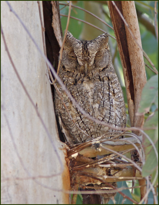 Scops Owl, Dvrguv   (Otus scops)..jpg