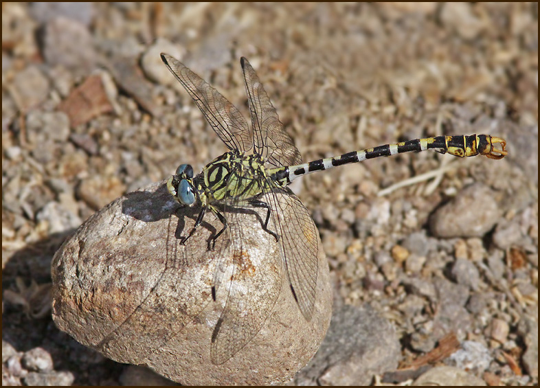 Small Pincertail male, Stenflodtrollslnda   (Onichogomphus forcipatus).jpg