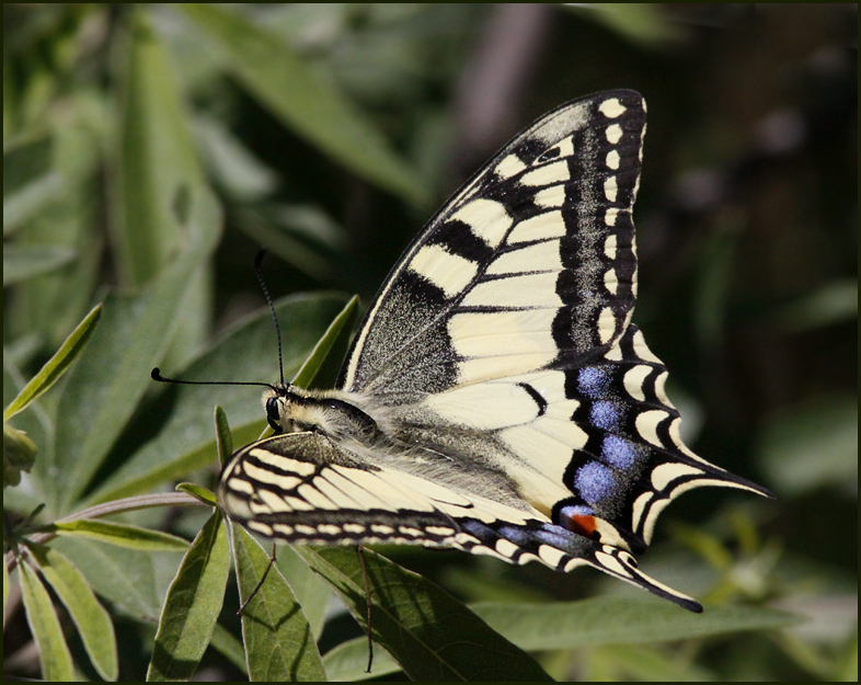 European Swallowtail female, Makaonfjril   (Papilio machaon)jpg