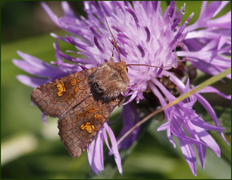 Ear moth, Allmnt stamfly   (Amphipoea oculea).jpg