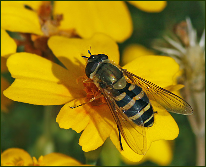 Hrig solblomfluga   (Syrphus torvus).jpg