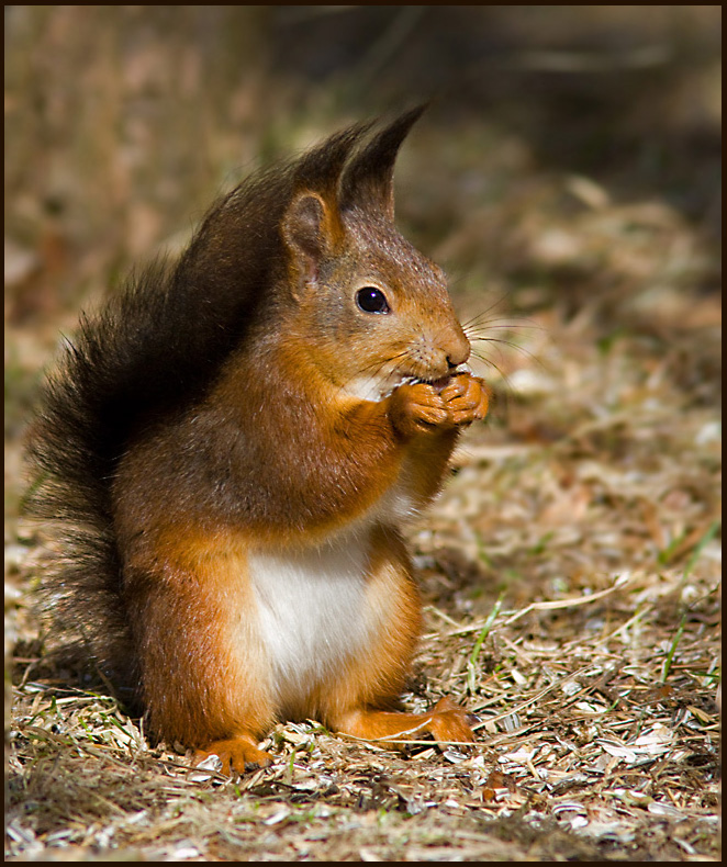 European Red Squirrel, Ekorre   (Sciurus vulgaris)..jpg