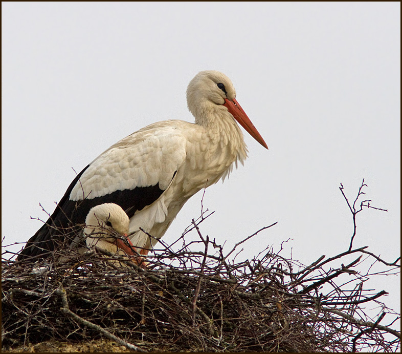 White Stork, Vit stork   (Ciconia ciconia).jpg