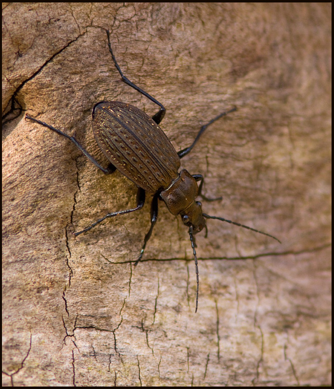 Granulated Ground Beetle, Bronslpare   (Carabus granulatus).jpg