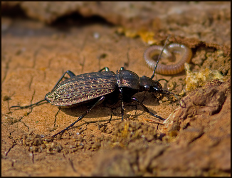 Granulated Ground Beetle, Bronslpare   (Carabus granulatus).jpg