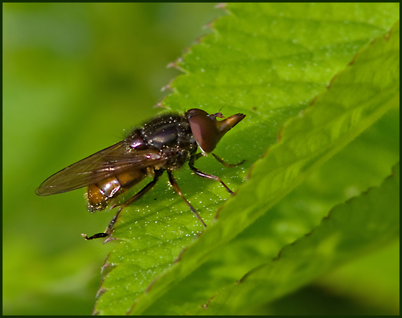 Ängsnäbbfluga (Rhingia campestris).jpg