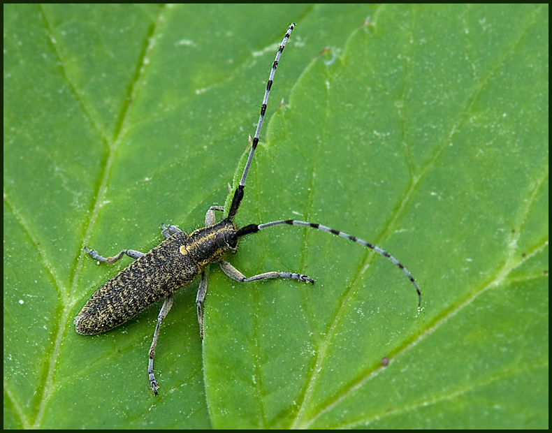 Golden-bloomed Grey Longhorn, Tistelbock   (Agapanthia villosoviridescens).jpg