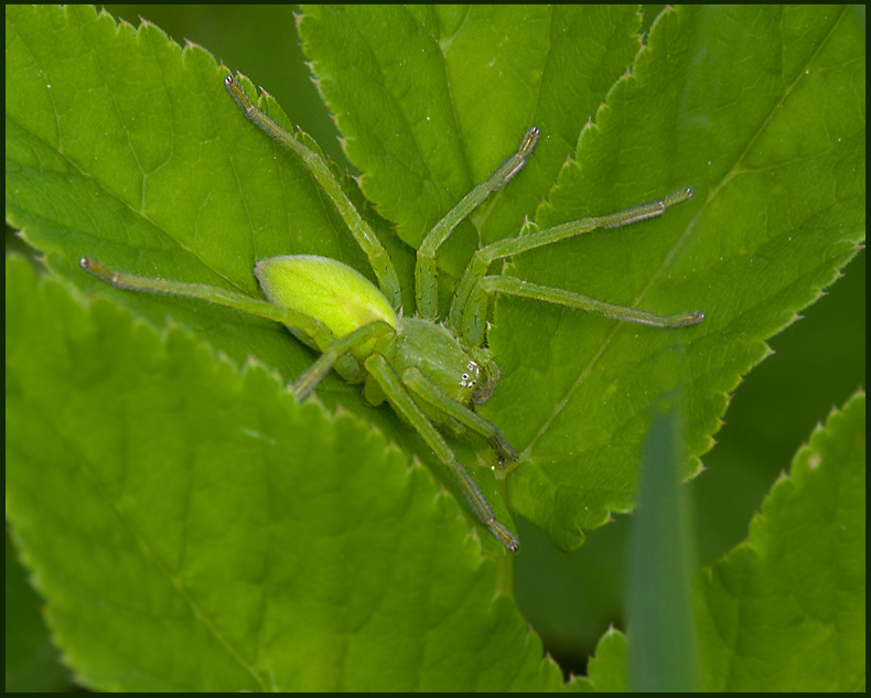 Green huntsman Spider female, Grn bladspindel hona   (Micrommata virescens).jpg