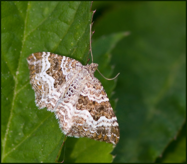 Common Carpet, Gr mrfltmtare   (Epirrhoe alternata).jpg