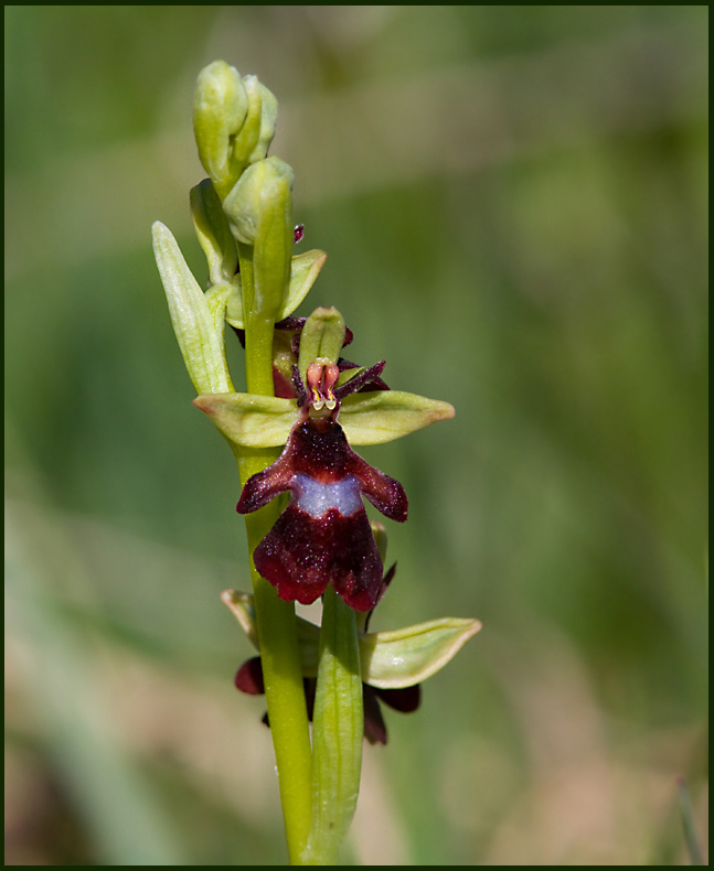 Fly Orchid, Flugblomster  (Ophrys insectifera).jpg