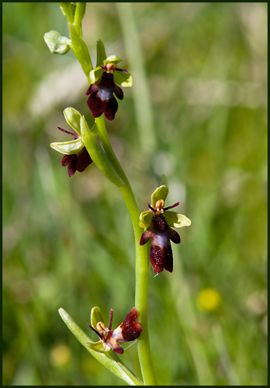 Fly Orchid, Flugblomster (Ophrys insectifera).jpg