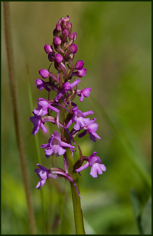 Fragrant Orchid, Brudsporre   (Gymnadenia conopsea).jpg