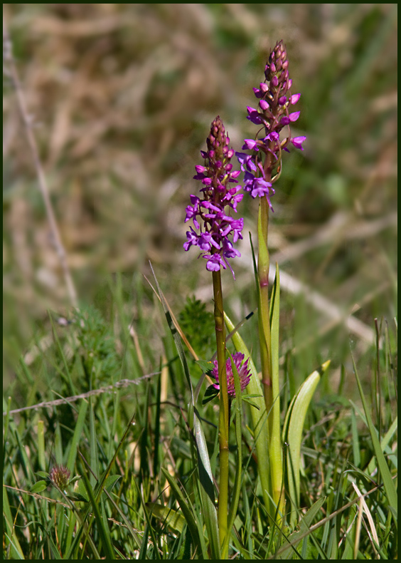 Fragrant Orchid, Brudsporre   (Gymnadenia conopsea).jpg
