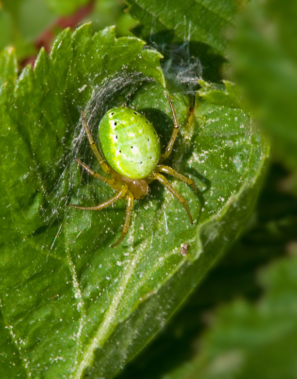 Gurkspindel,   (Araniella curcubitina).jpg