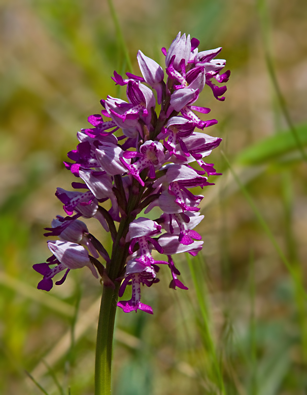 Military Orchid, Johannesnycklar    (Orchis militaris).jpg