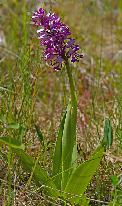 Military Orchid, Johannesnycklar, Orchis military's