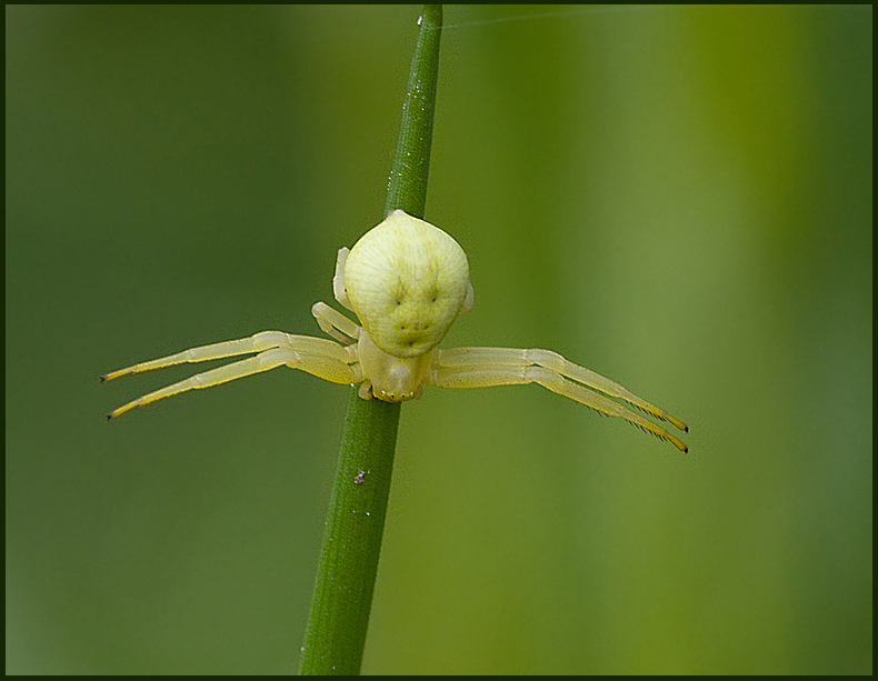 Crab Spider, Krabbspindel   (Misumena vatia female).jpg