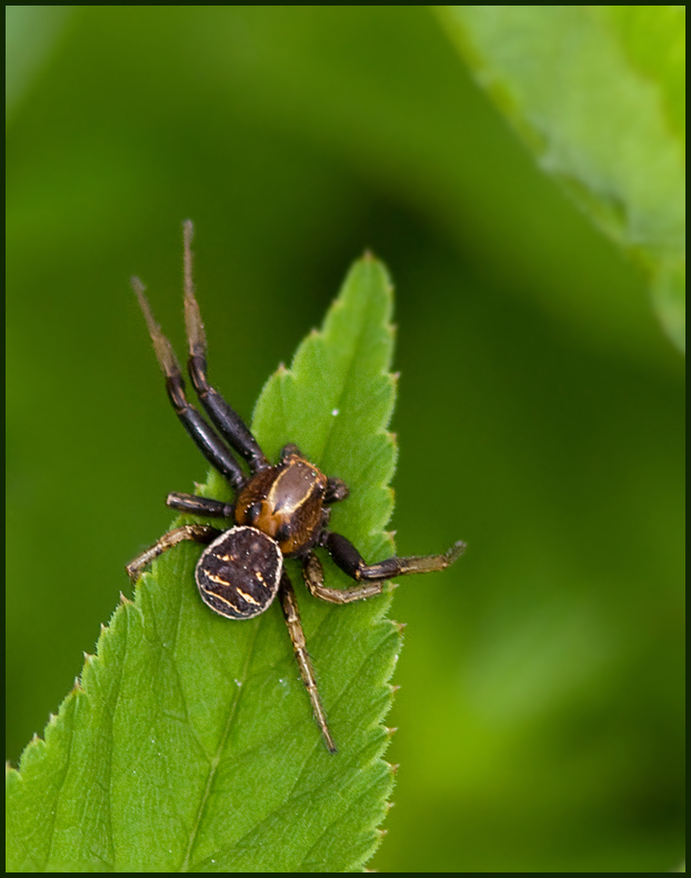 Common Crab Spider male, Allmn Krabbspindel hane   (Xysticus cristatus).jpg