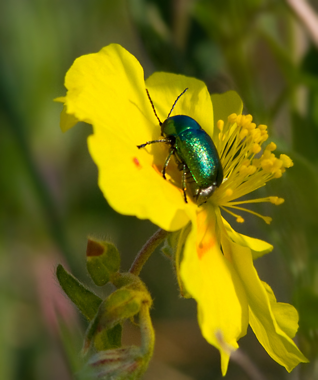 Cryptocephalus, Fallbaggar