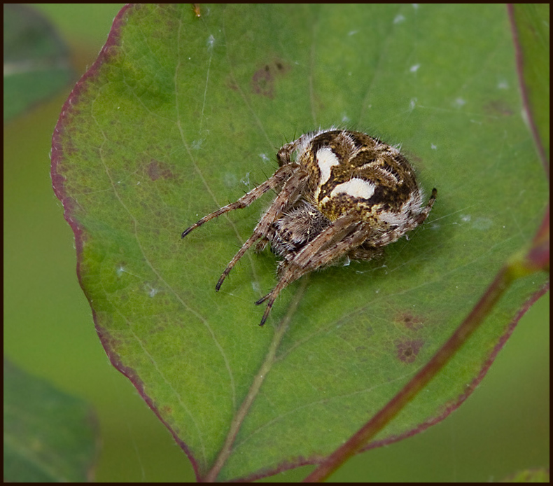 Luden hjulspinnare (Agalenatea redii) male -.jpg