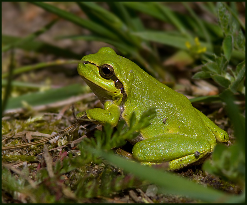 European Tree Frog, Lvgroda  (Hyla arborea).jpg