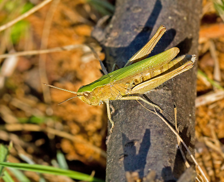 Sydängsgräshoppa (Chorthippus dorsatus) Steppe Grasshopper2.jpg