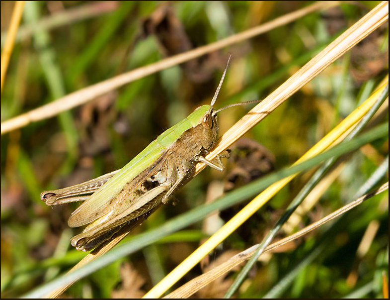 Sydängsgräshoppa (Chorthippus dorsatus) Steppe Grasshopper2.jpg