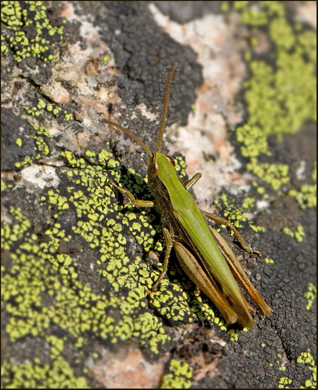 Sydängsgräshoppa (Chorthippus dorsatus) Steppe Grasshopper2.jpg