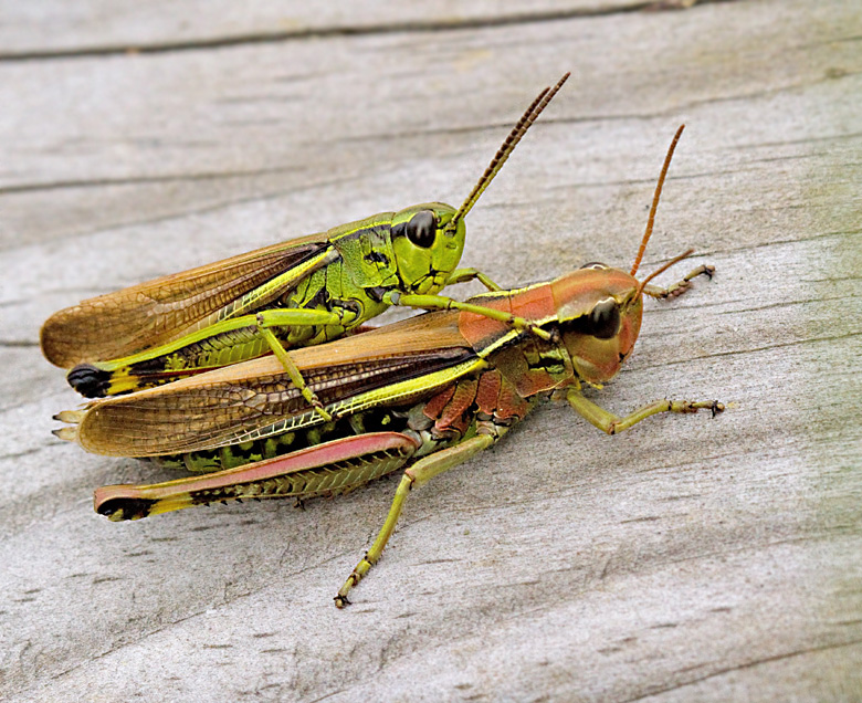 Kärrgräshoppa (Mecostethus grossus) Large Marsh grashopper.jpg