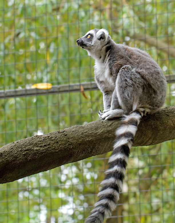 Ringsvansad lemur.jpg