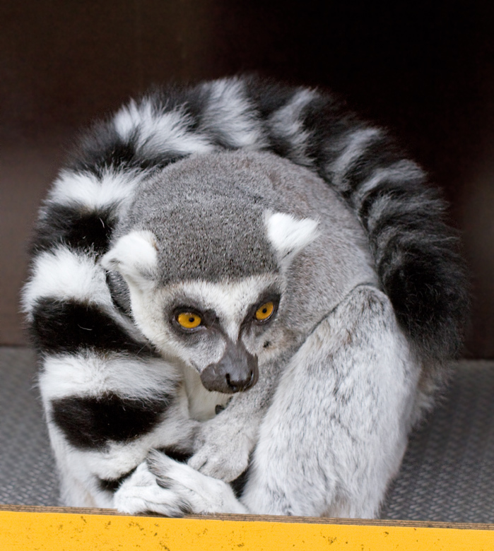 Ringsvansad lemur.jpg