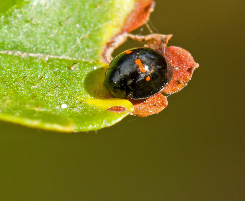 Hednyckelpiga (Chilocorus bipustulatus) Heather ladybird .jpg