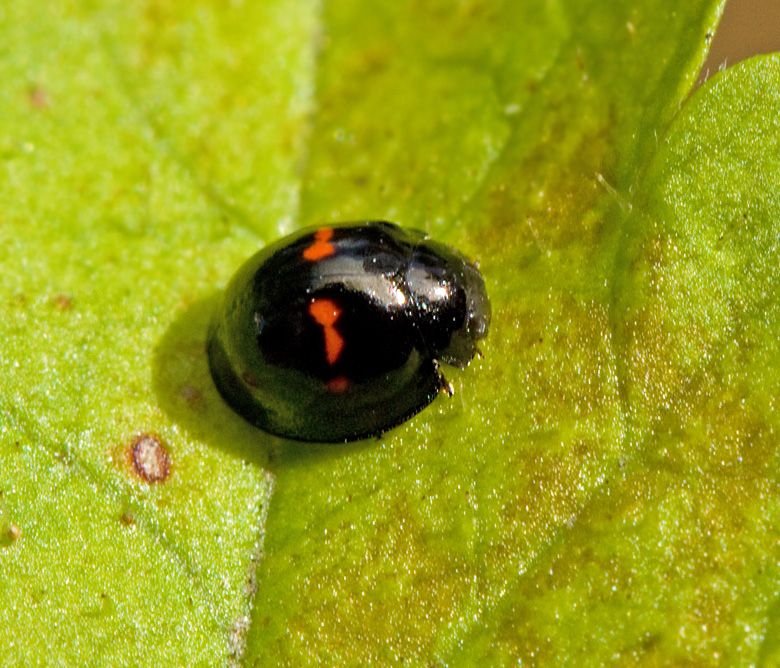 Hednyckelpiga (Chilocorus bipustulatus) Heather ladybird .jpg