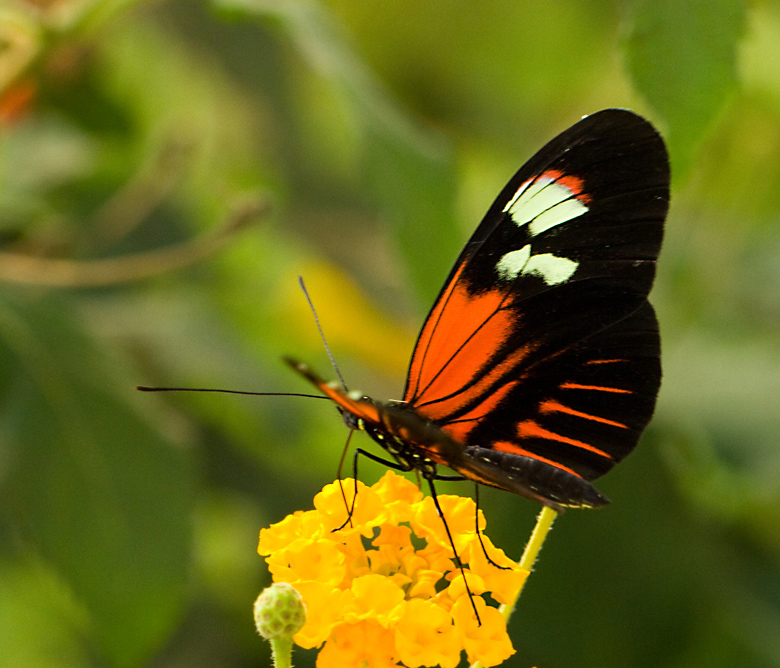 Heliconius melpomene. jpg