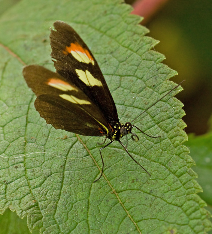 Heliconius sp.jpg