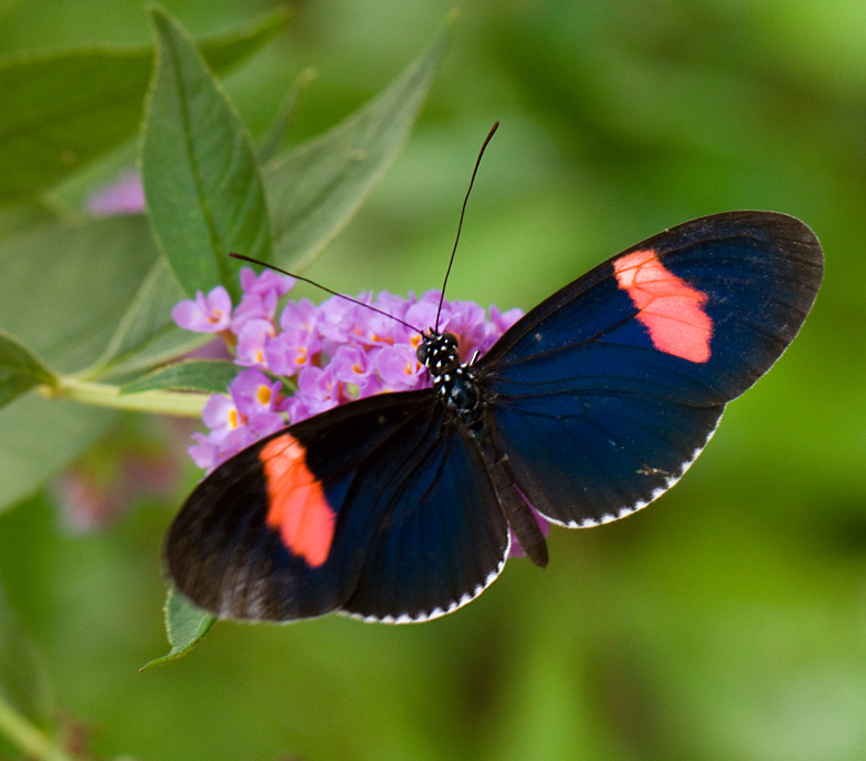 Heliconius erato.jpg