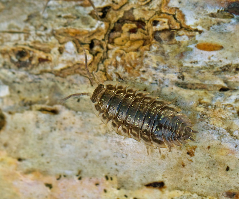 Murgrsugga (Oniscus asellus) Wood-louse.jpg