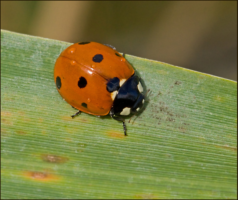 Sjuprickig nyckelpiga (Coccinella septempunctata) Seven-spot Ladybird.jpg