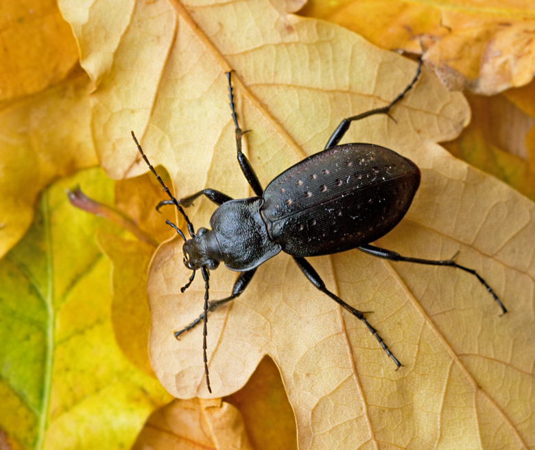 Trdgrdslpare (Carabus hortensis) Garden Carabus.jpg