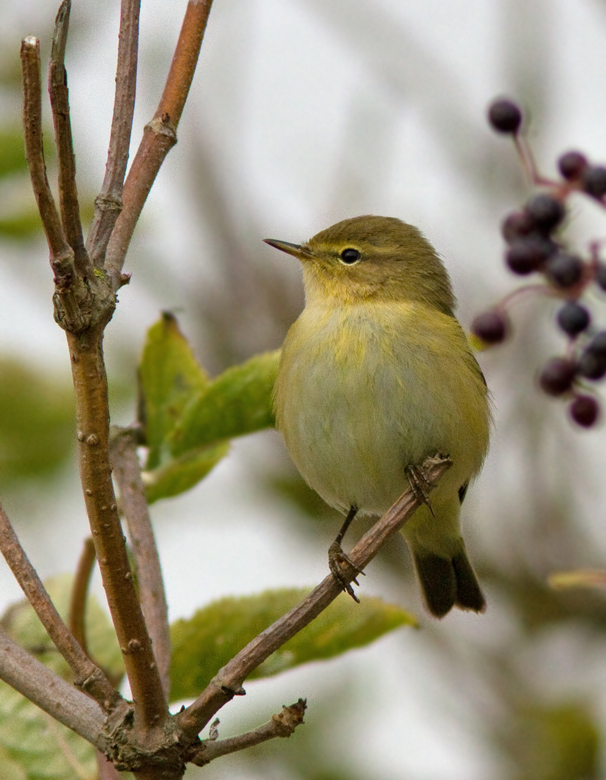 Gransångare (Phylloscopus collybita) Chiff-chaff,.jpg
