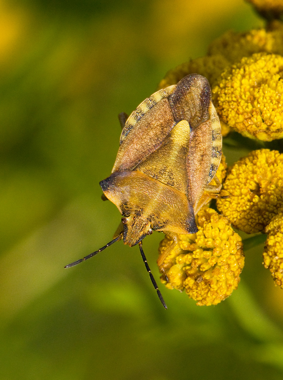 Bred brfis (Carpocoris fuscispinus).jpg