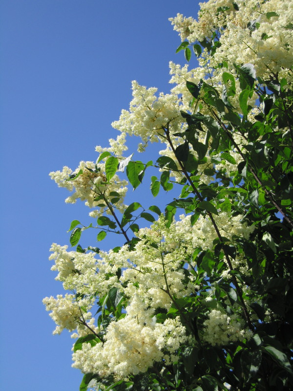 Lilas japonais 2