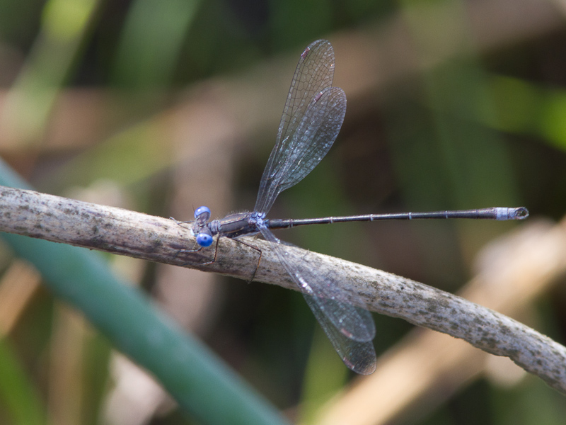 Lyre-tipped Spreadwing / Lestes unguiculatus