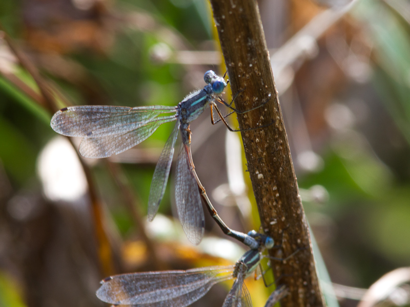 Lyre-tipped Spreadwing / Lestes unguiculatus