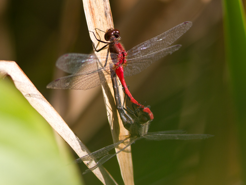 White-faced Meadowhawk / Sympetrum obtrusum