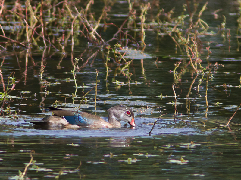 Wood duck / Carolina-eend / Aix sponsa