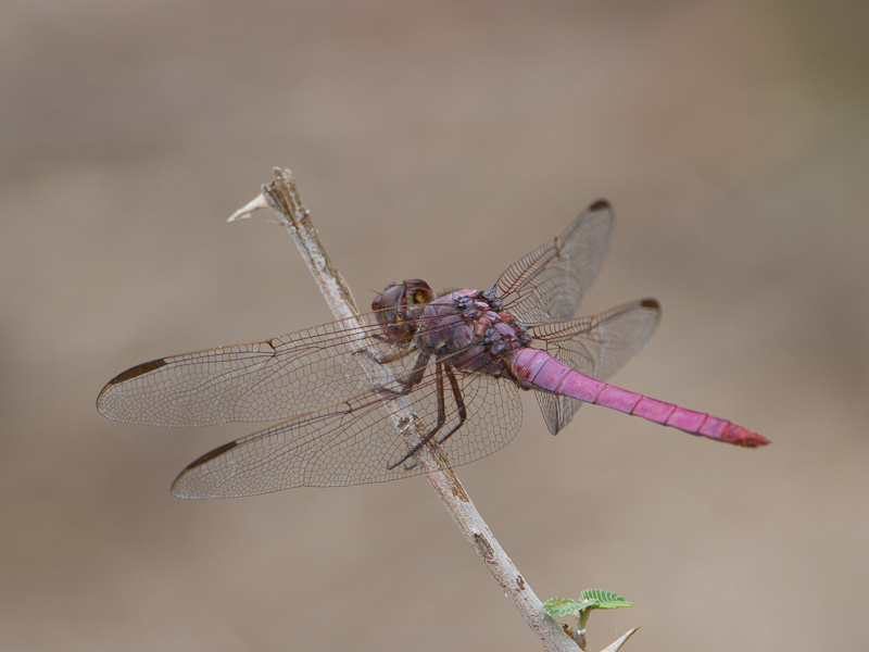 Roseate Skimmer / Orthemis ferruginea