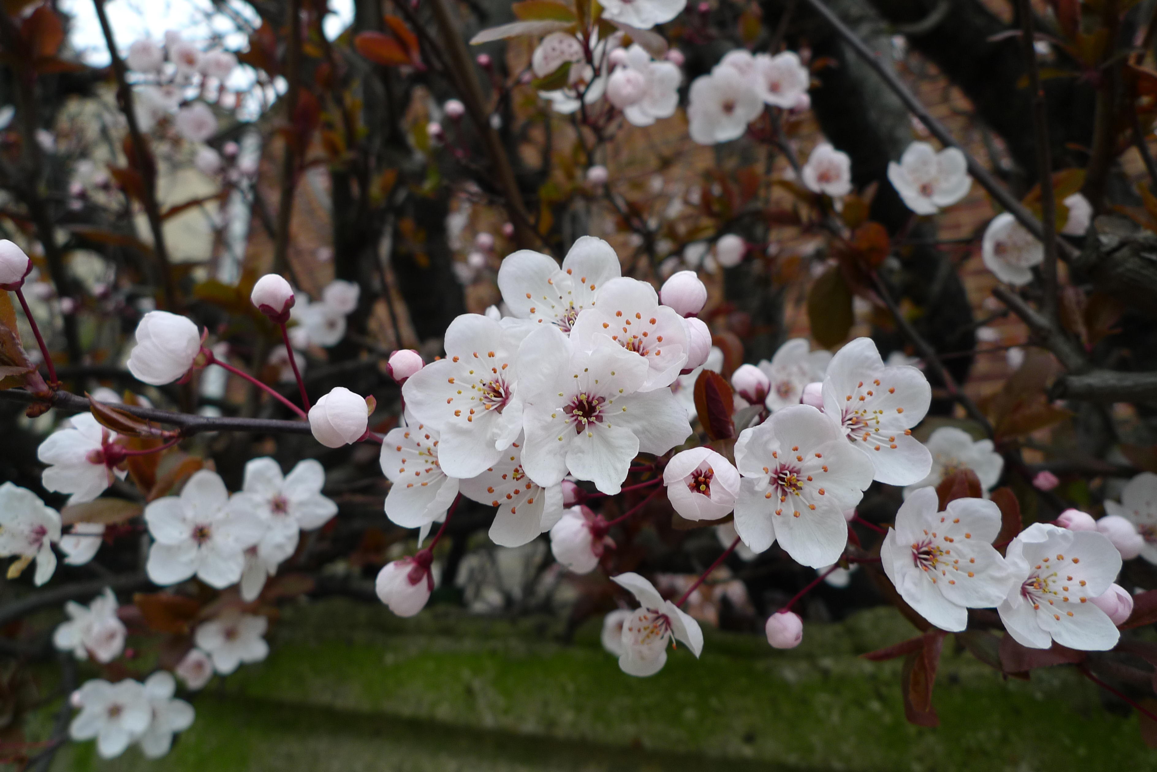 First Cherry blossom in my street in London 2011